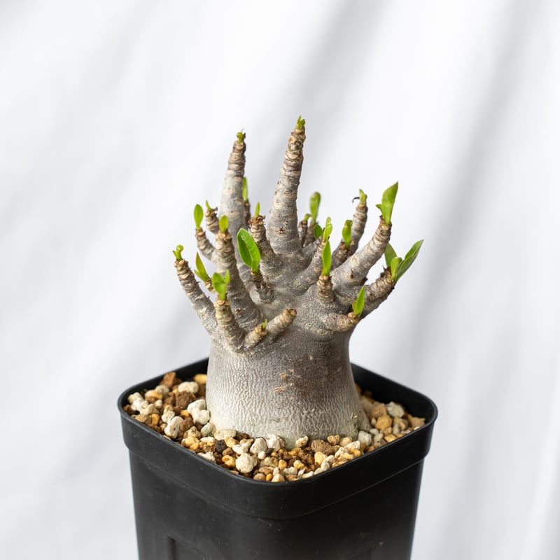 【激レア/ブラックスキン/ドワーフ 】アデニウム アラビカム ガラメー B-11 アデニウムアラビカムスーパードワーフブラックスキン｜園芸日記