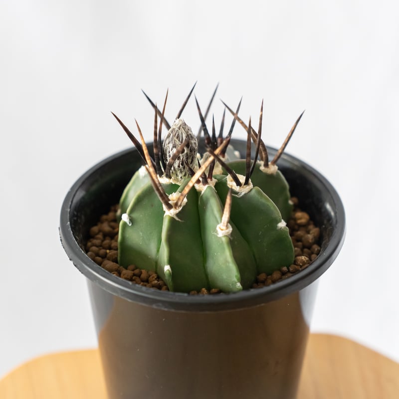 アストロフィツム 大鳳玉 実生 美株 Astrophytum capricorne v. cr