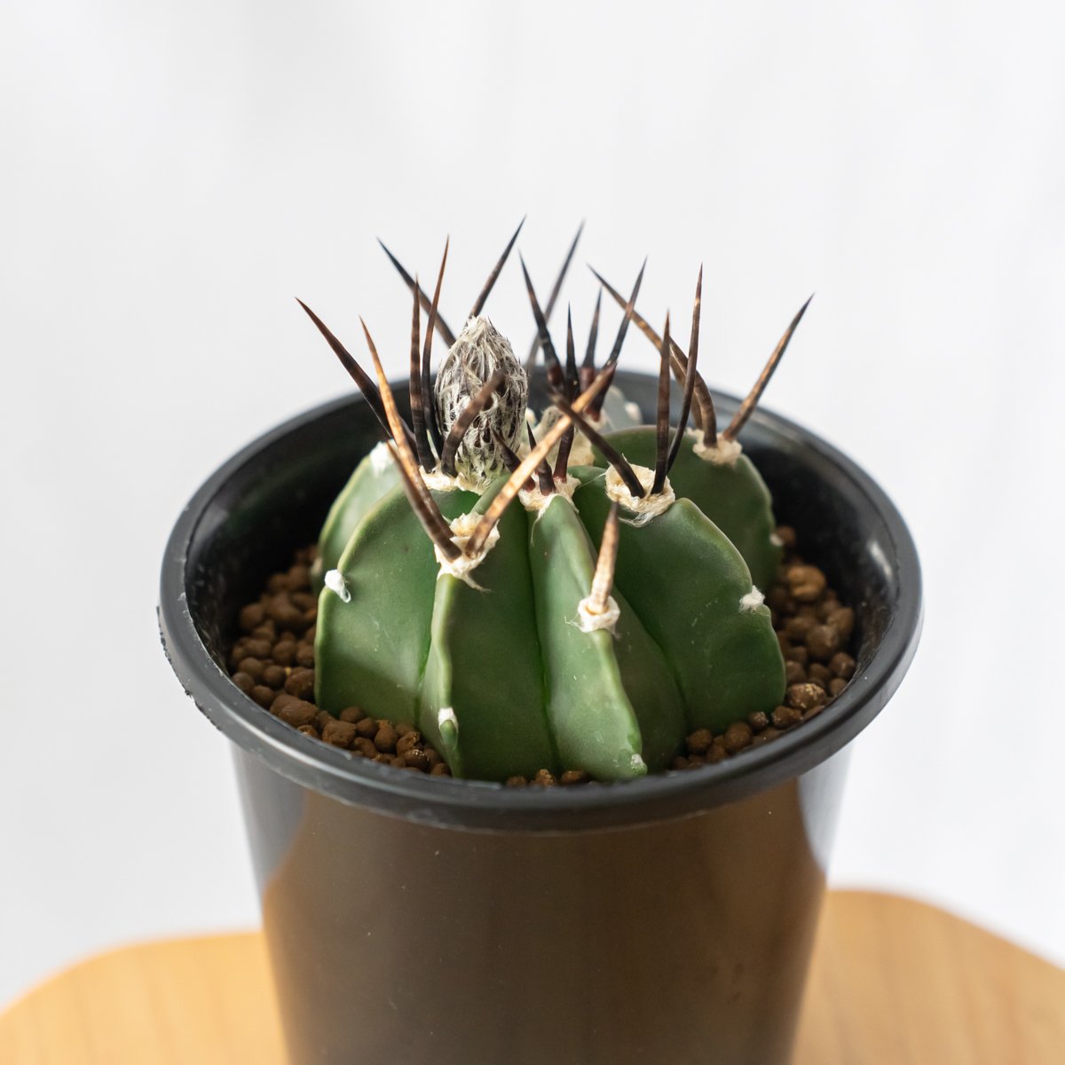 短刺大鳳玉　実生ツギ アストロフィツム 大鳳玉 実生 美株 Astrophytum capricorne v. cr