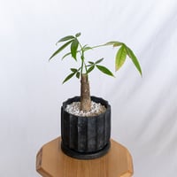 パキラ 鉢セット Pachira Guiana Chestnut 観葉植物 インテリアグリーン 静岡 ANTIDOTE 通販 S1282