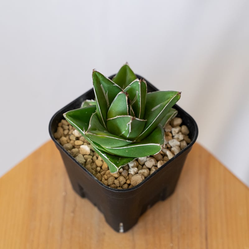 アガベ 笹の雪 桃太郎 OC株【発根管理中】Agave victoriae-reginae 多