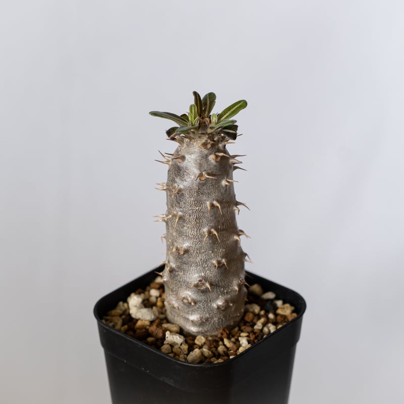 パキポディウム カクチペス 実生 pachypodhium rosulatum var. ca