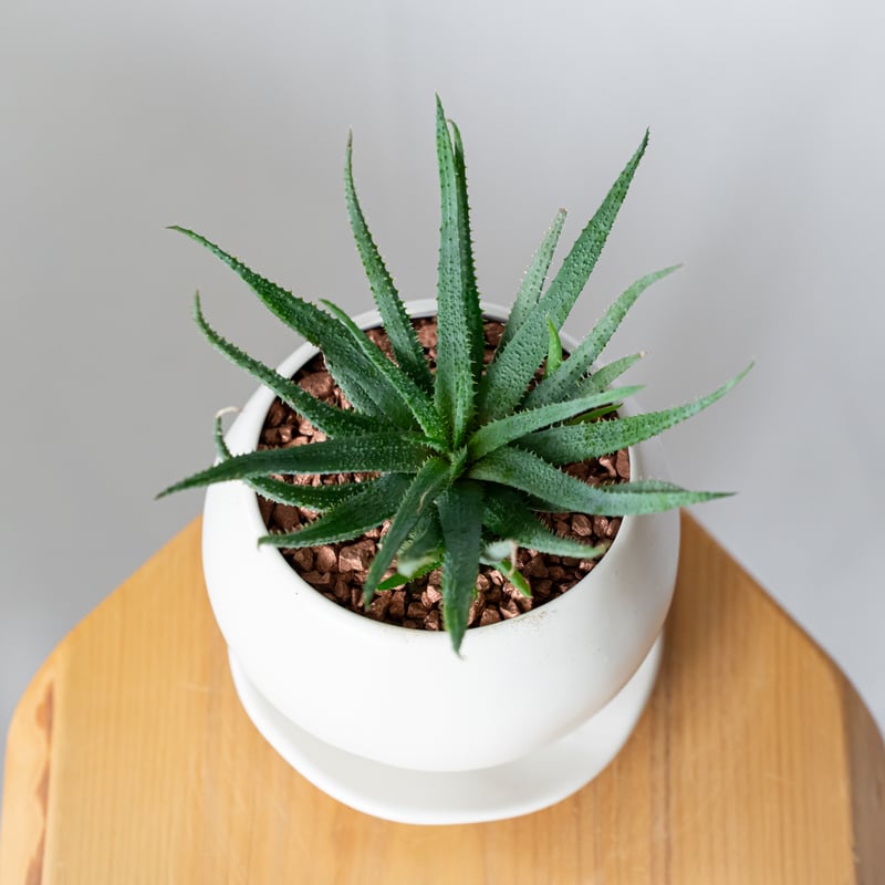 アロエ パルブラ 鉢セット Aloe parvula 多肉植物 珍奇植物 静岡
