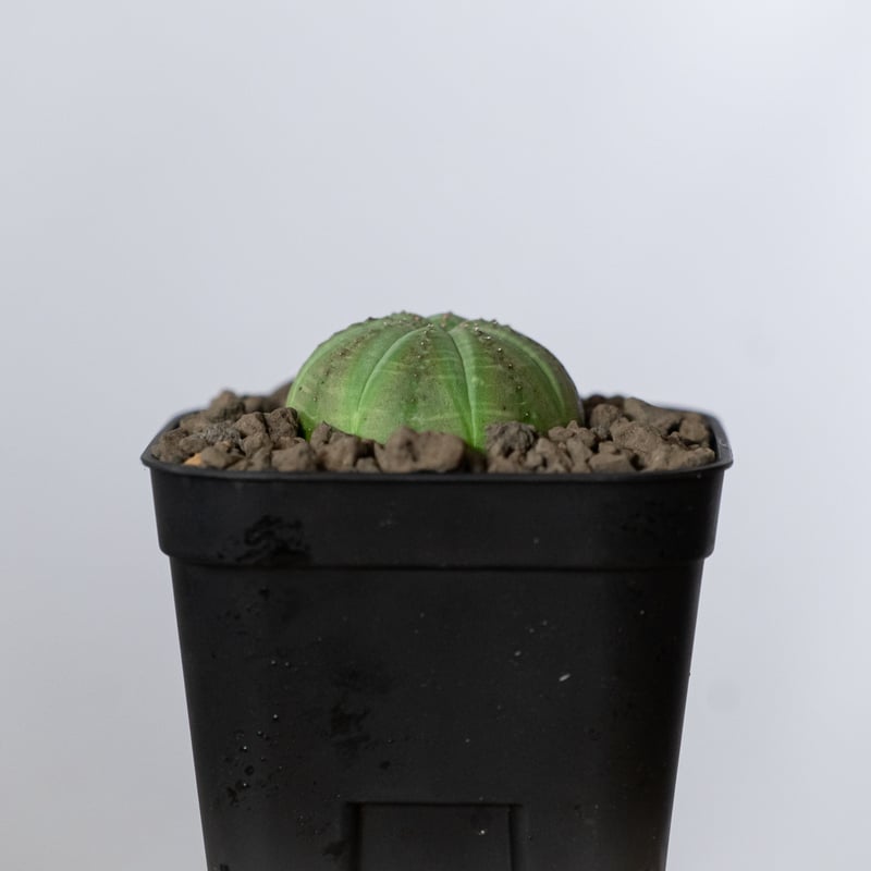 ユーフォルビア オベサ 実生 Euphorbia obesa 多肉植物 珍奇植物 静岡