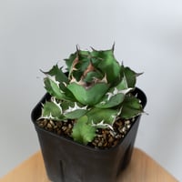 アガベ チタノタ 姫厳竜 OC株【発根管理中】Agave titanota 多肉植物 珍奇植物 静岡 ANTIDOTE 通販 S1440