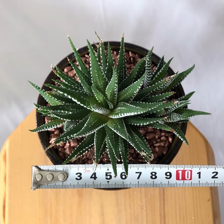 ハオルチア 十二の巻 鉢セット Haworthia fasciata 多肉植物 珍奇植物 静岡 ANTIDOTE 通販 S1330