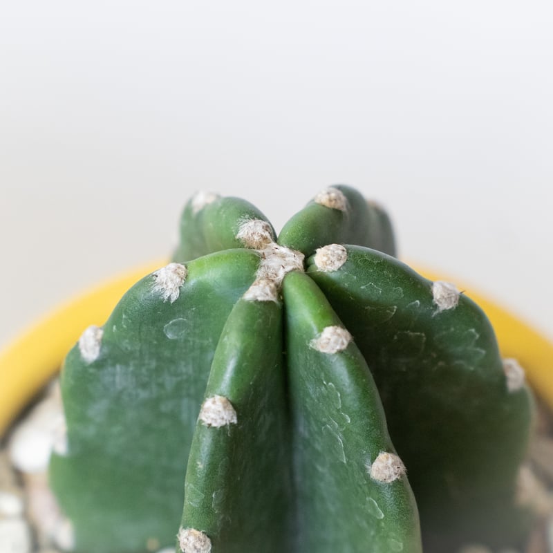柱サボテン トゲナシ キメンカク 鉢セット 鬼面角 多肉植物 観葉植物