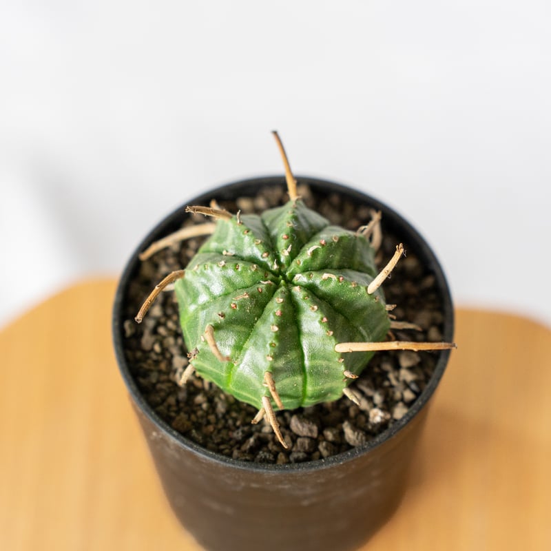 ユーフォルビア バリダ Euphorbia Valida 多肉植物 珍奇植物 ANTIDOTE