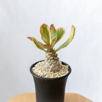 アガベ チタノタ 鷹の目 鷹眼【発根管理中】TC株 Agave titanota Hawk e