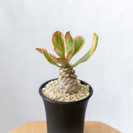 ユーフォルビア ポイゾニー錦  Euphorbia poissonii 多肉植物 珍奇植物 静岡 ANTIDOTE 通販 S558