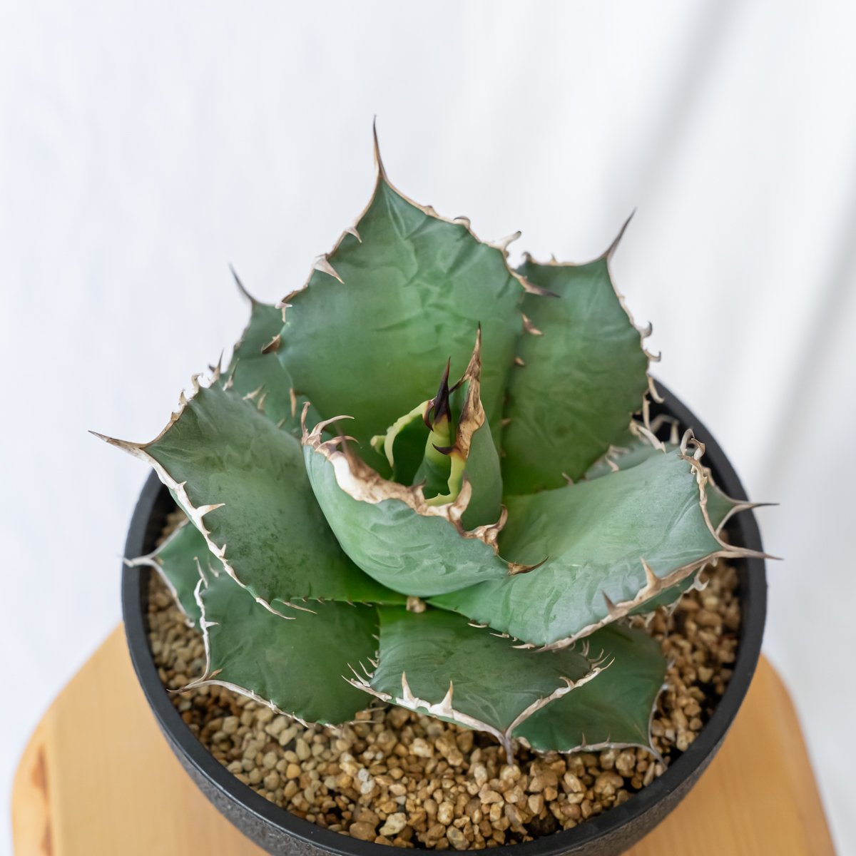 アガベ チタノタ 南覇王 Agave titanota Minami Haou 多肉植物