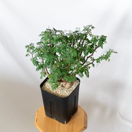 センナ メリディオナリス 特大株 Senna Meridionalis 灌木コーデックス 塊根植物 多肉植物 珍奇植物 静岡 ANTIDOTE 通販 S1082