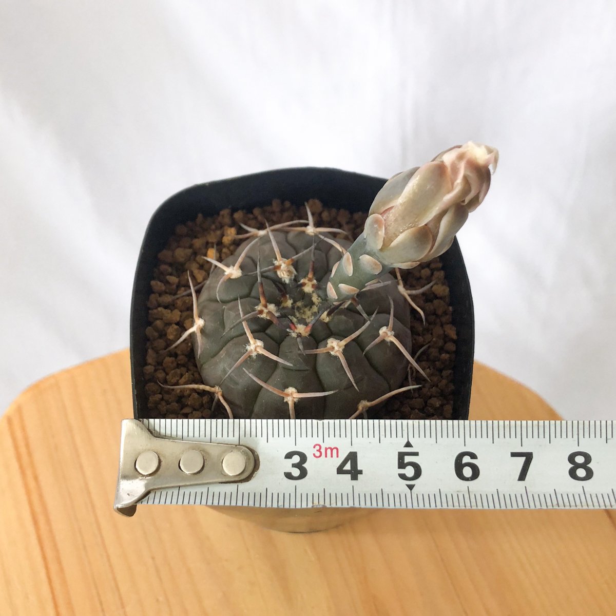 ギムノカリキウム バリスピナム 武勲丸 実生 Gymnocalycium balispinum
