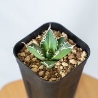 アガベ チタノタ 南アフリカダイヤモンド OC株 Agave titanota South African Diamond SAD 多肉植物 珍奇植物 ANTIDOTE 通販 S430