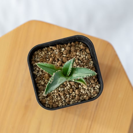 アガベ チタノタ 悪魔くん TC株 Agave titanota 多肉植物 珍奇植物 静岡 通販 ANTIDOTE S432