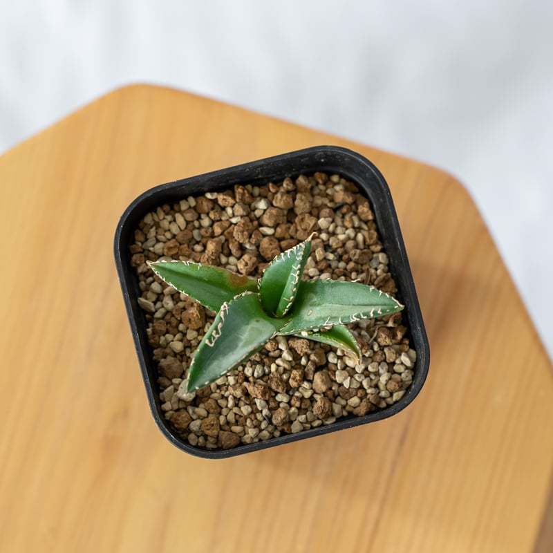 アガベ チタノタ 悪魔くん TC株 Agave titanota 多肉植物 珍奇植物