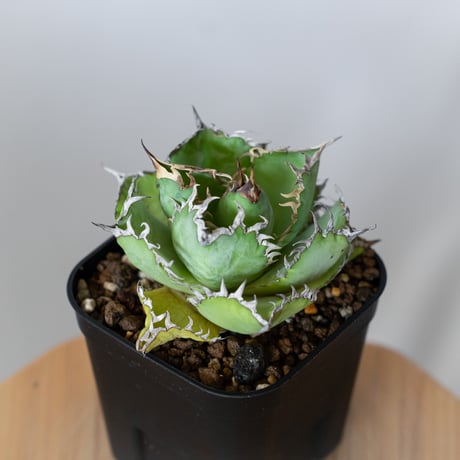 アガベ チタノタ フィリグリー OC株 agave titanota filigree 多肉植物 珍奇植物 静岡 ANTIDOTE 通販 S1062