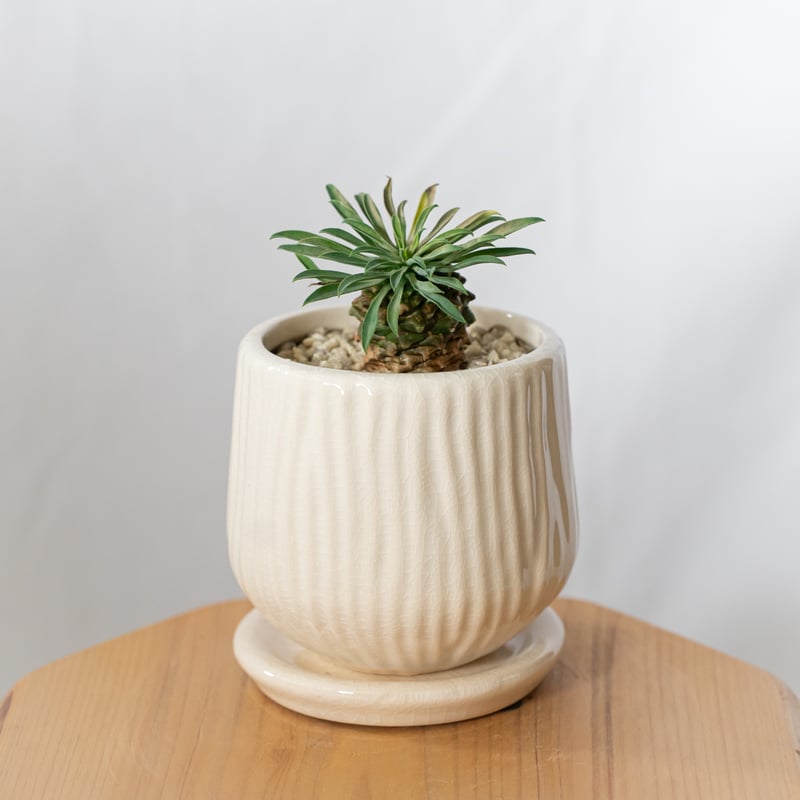 ユーフォルビア パイナップルコーン 蘇鉄麒麟 鉢セット Euphorbia