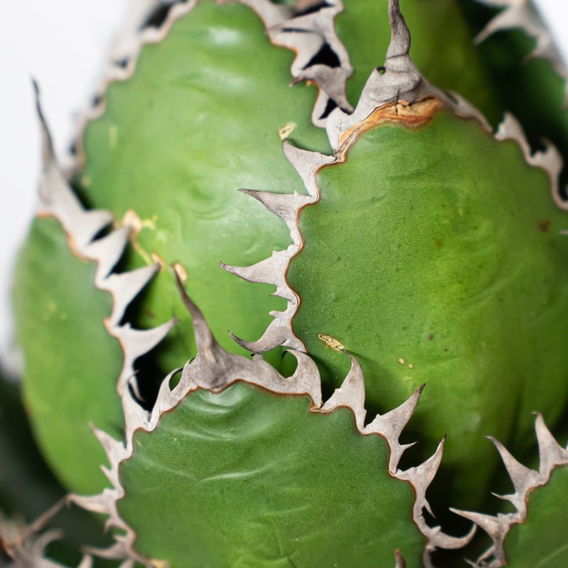 アガベ ホリダ 美株 【発根管理中】OC株 Agave horrida 多肉植物 珍奇