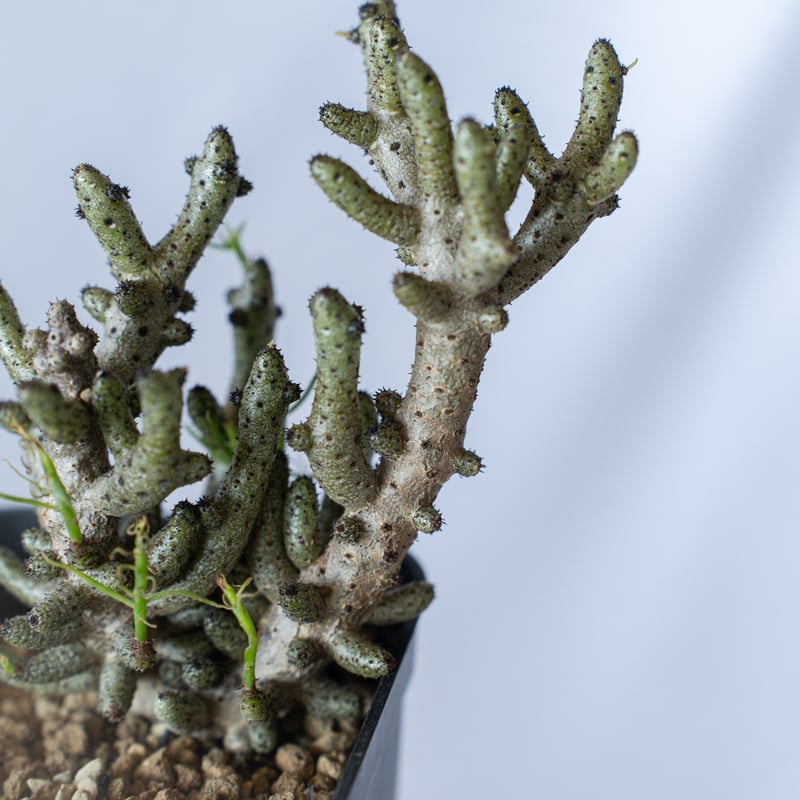チレコドン ブッコルジアヌス コーデックス 塊根植物 珍奇植物 静岡