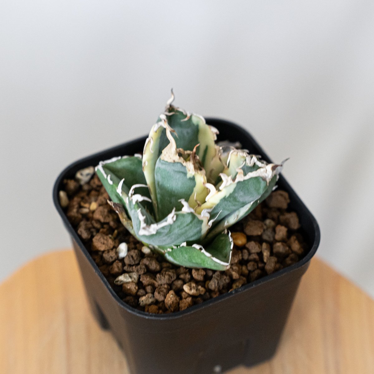 アガベ チタノタ 白鯨 白鯨錦 白覆輪 TC株 Agave titanota White Wh