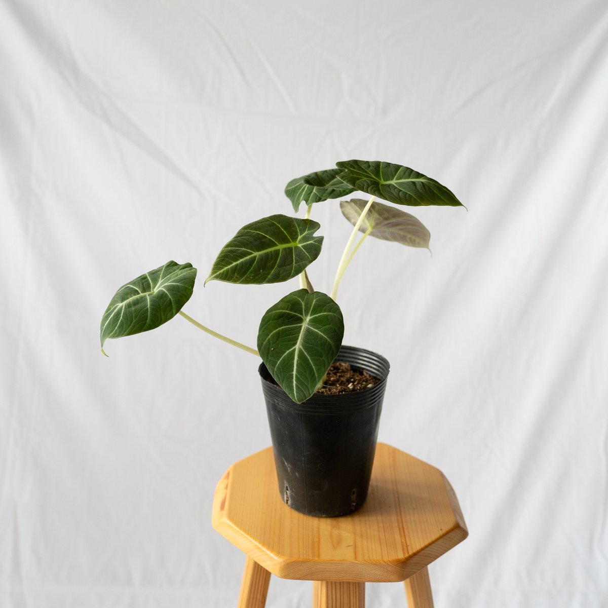 アロカシア インディカ ジャアイント アロカシア ニンジャ Alocasia 観葉植物 静岡 ANTIDOTE 通販 S42 |