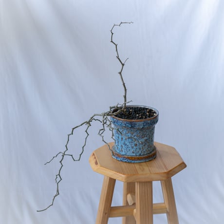 ジグザグの木 | STORES