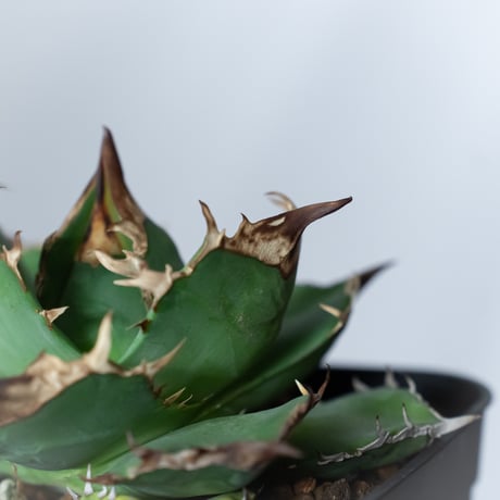 アガベ チタノタ 白犀牛【発根管理中】TC株 シロサイ Agave titanota White Rhino 多肉植物 珍奇植物 静岡 通販 ANTIDOTE S1447