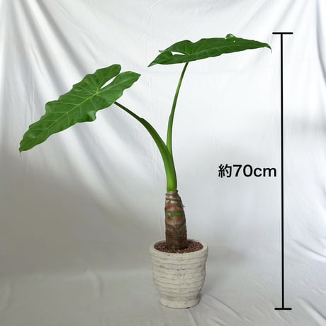 アロカシア クワズイモ 鉢セット Alocasia odora 観葉植物 静岡 ANTIDOTE 通販 S1329