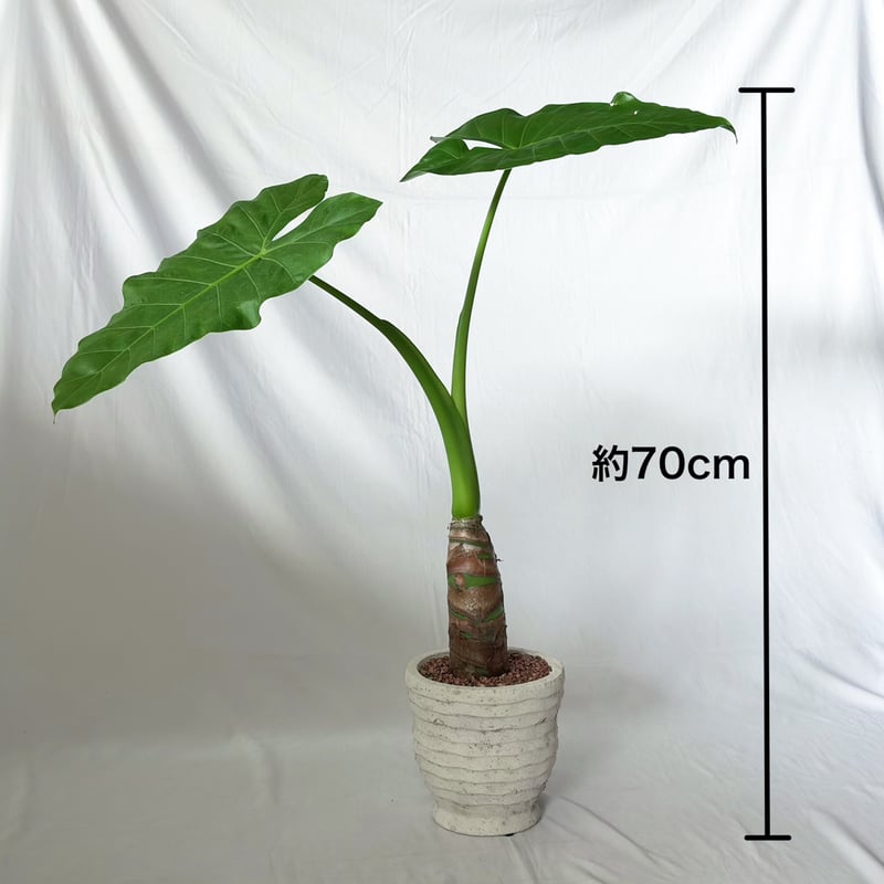 アロカシア クワズイモ 鉢セット Alocasia odora 観葉植物 静岡 ANTIDOT