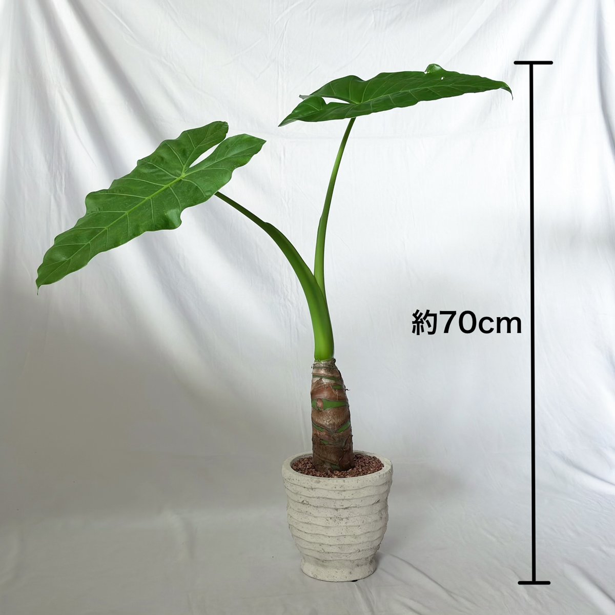 アロカシア　小芋9種セット アロカシア クワズイモ 鉢セット Alocasia odora 観葉植物 静岡 ANTIDOT