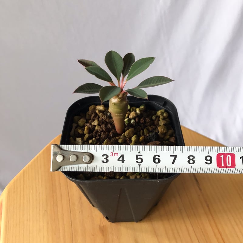ユーフォルビア パキポディオイデス Euphorbia pachypodioides 多肉植物