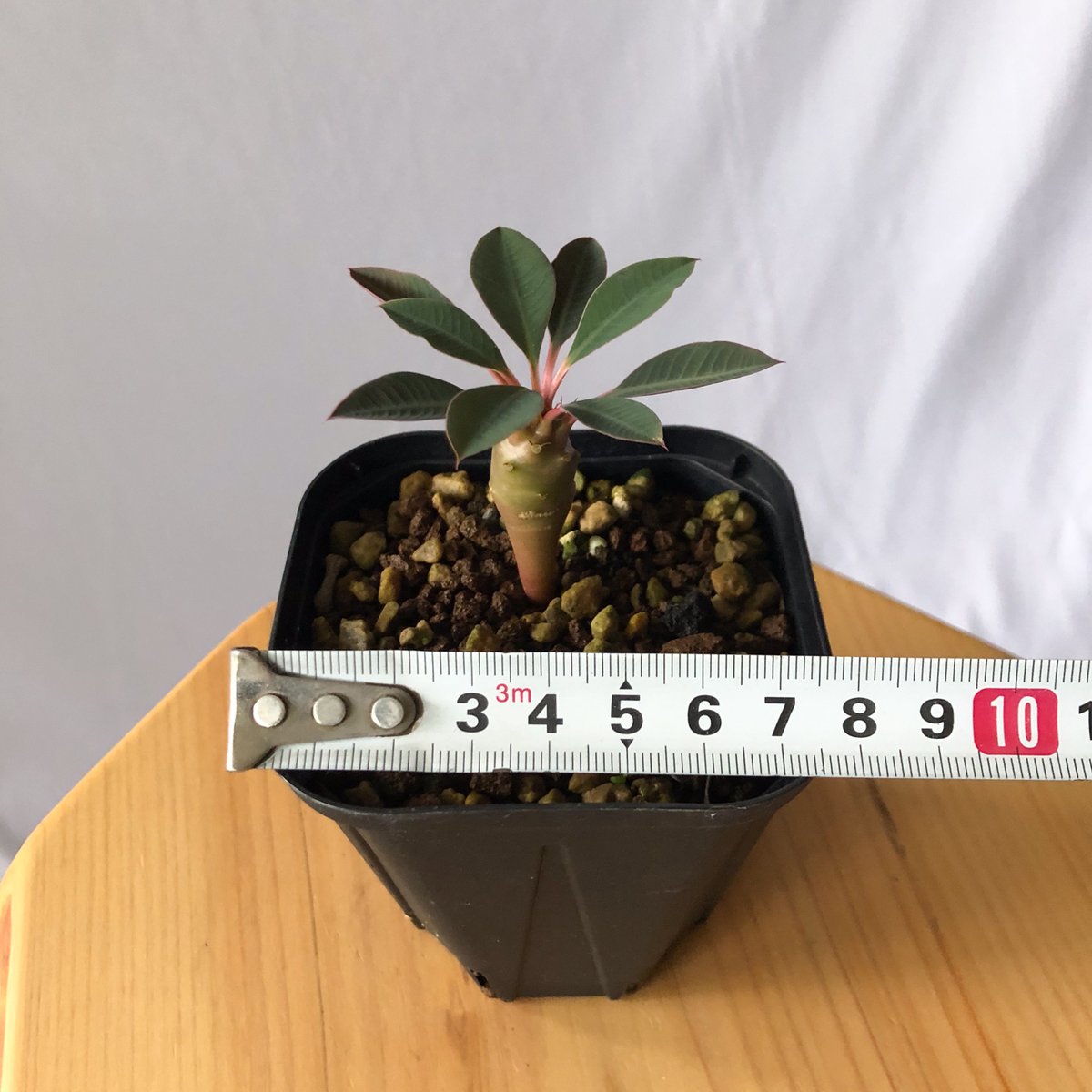 ユーフォルビア パキポディオイデス Euphorbia pachypodioides 多肉植物