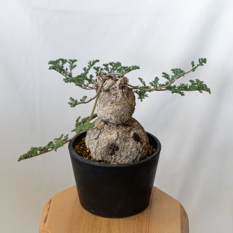 ペラルゴニウムトリステN/OH鉢付き塊根植物コーデックス トリステの葉がだいぶ茂ってました🪴 徒長もしてなさそうで良い