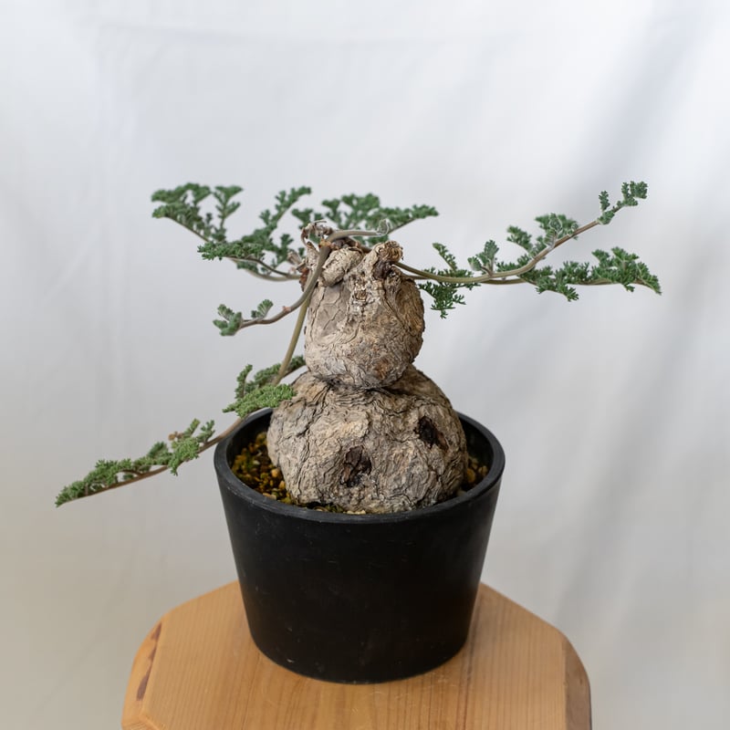 ペラルゴニウム トリステ 大株 美株 Pelargonium triste 多肉植物 珍奇