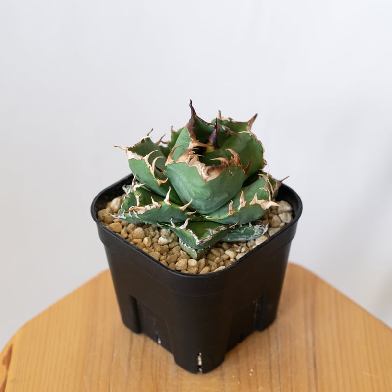 アガベ チタノタ 魔丸 美株 OC株 agave titanota imps 多肉植物 珍奇植