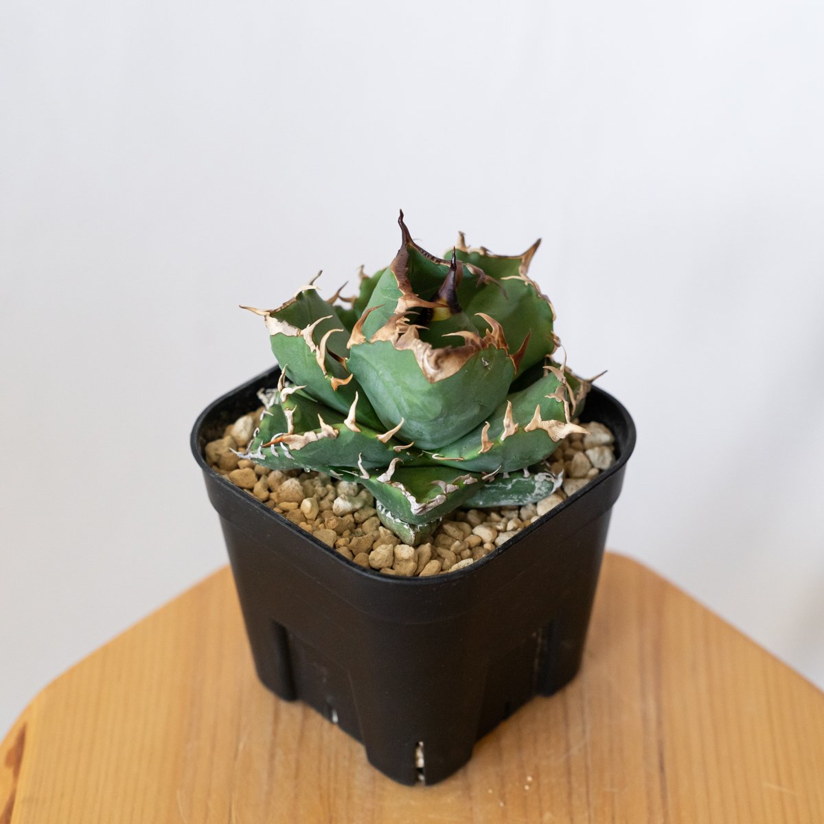 アガベ チタノタ 魔丸 美株 OC株【発根管理中】agave titanota imps