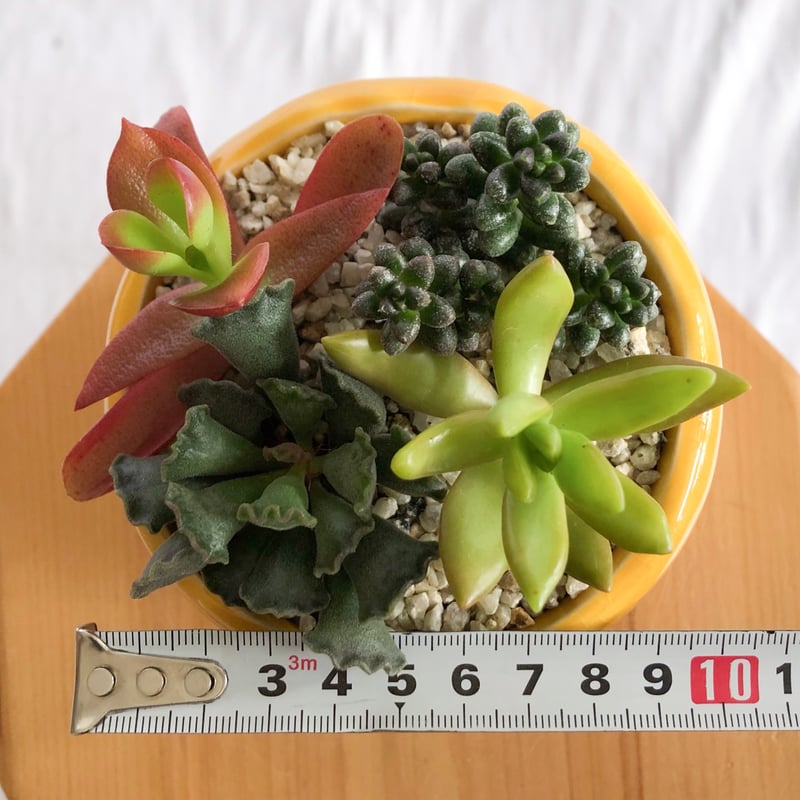 多肉植物 寄せ植え 鉢セット インテリア 多肉植物 観葉植物 珍奇植物