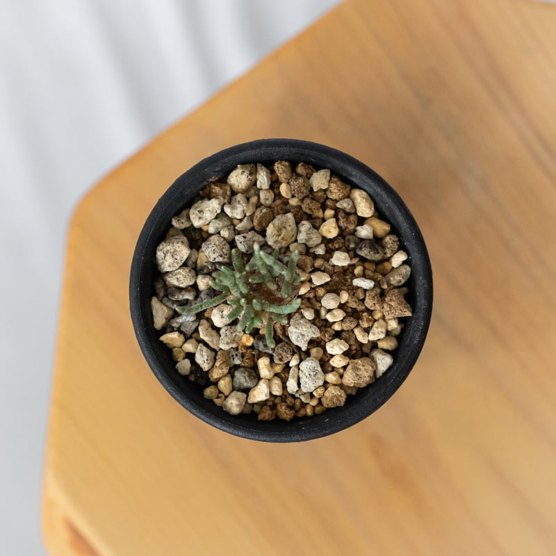 アボニア クイナリア 実生 Avonia quinaria 塊根植物 コーデックス