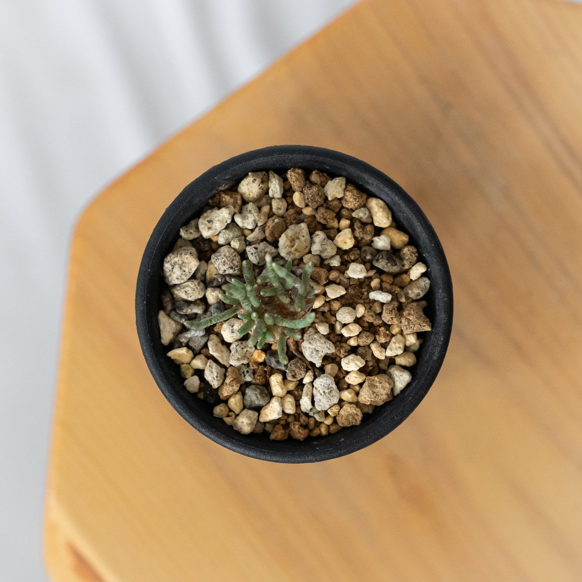 アボニア クイナリア 実生 Avonia quinaria 塊根植物 コーデックス