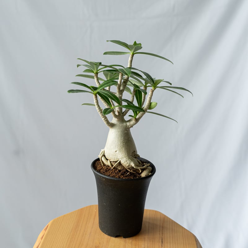 アデニウム アラビカム 発根済 Adenium arabicum 塊根植物