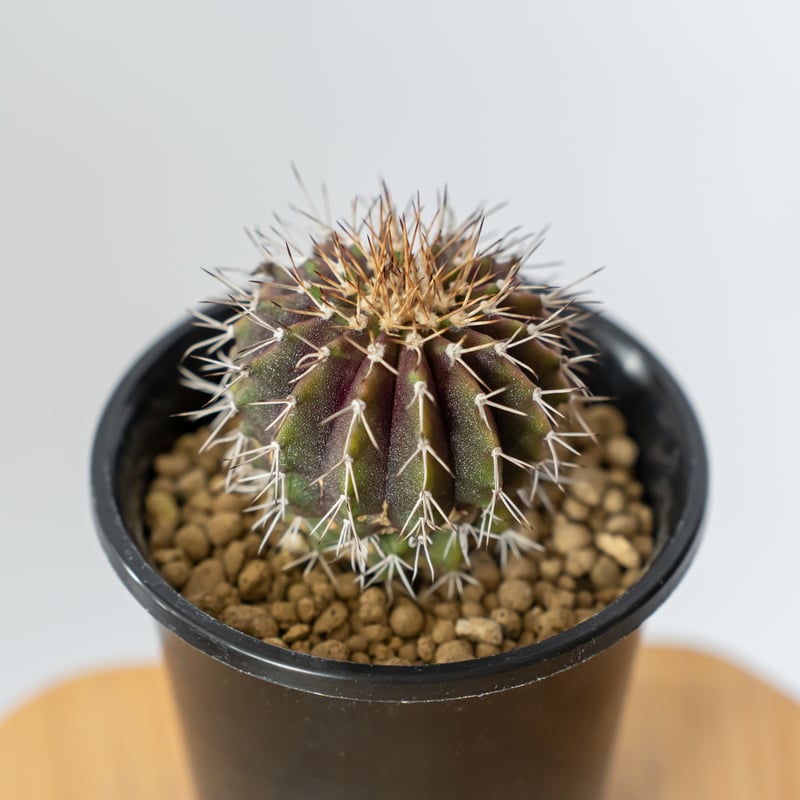 ユーベルマニア ルブラ 実生 uebelmannia rubra 多肉植物 珍奇