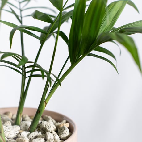 テーブルヤシ 鉢セット Parlor palm 観葉植物 多肉植物 インテリアグリーン 静岡 ANTIDOTE 通販 S1303