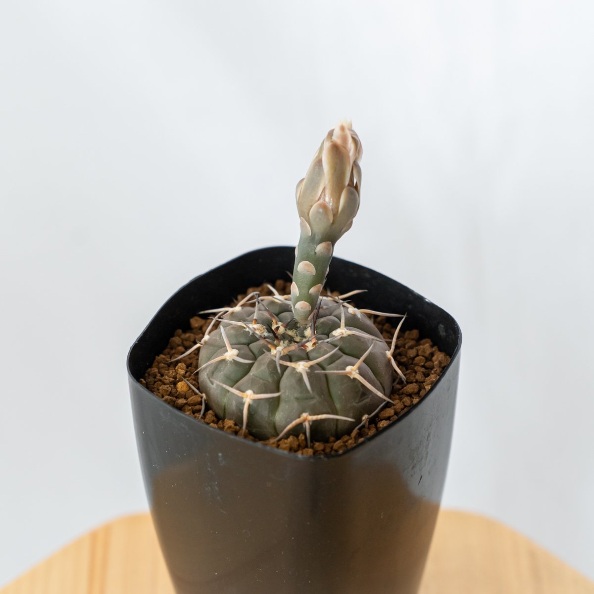 【SUMMERセール】ギムノカリキウム　武勲丸　バリスピナム　現地球カキコ　希少 SUMMERセール】ギムノカリキウム 武勲丸 バリスピナム 現地球カキコ