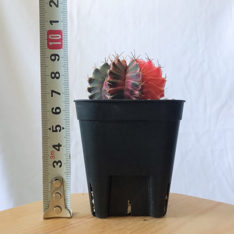 多肉植物　ギムノカリキウム　ミハノビッチ錦　発根済み fit=scale-down,w=1200