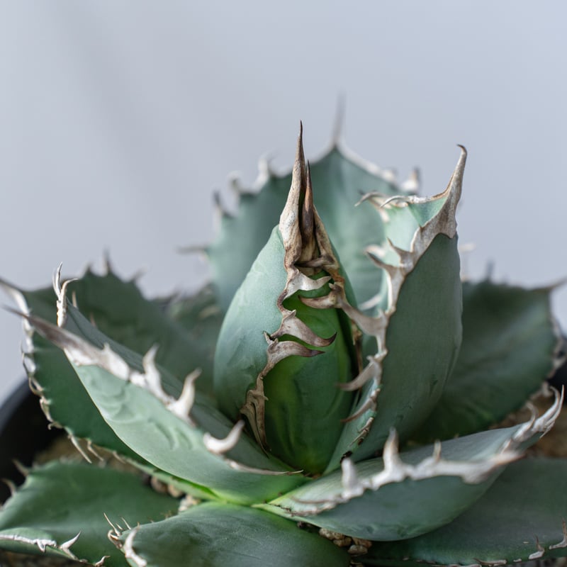 アガベ チタノタ 南覇王 Agave titanota Minami Haou 多肉植物 珍奇