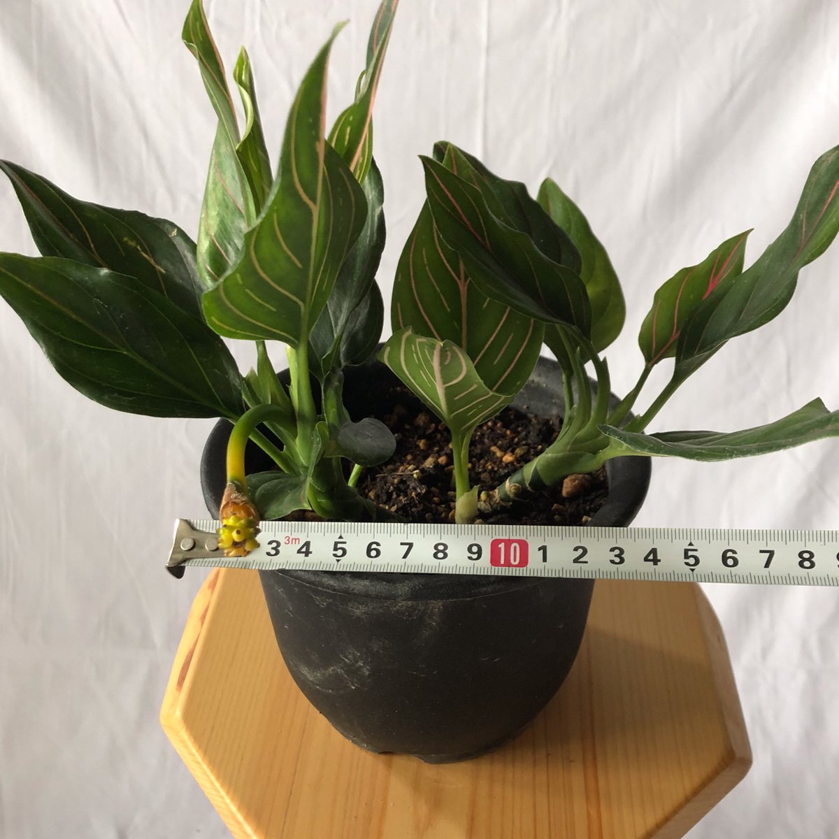 アグラオネマ ロタンダム aglaonema 観葉植物 静岡 ANTIDOTE 通販