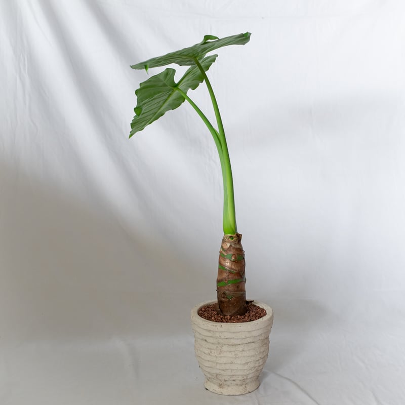 クワズイモ　大きめ　観葉植物　鉢セット　 クワズイモ | 観葉植物 - 観葉植物・多肉植物の販売、通販│cocoha