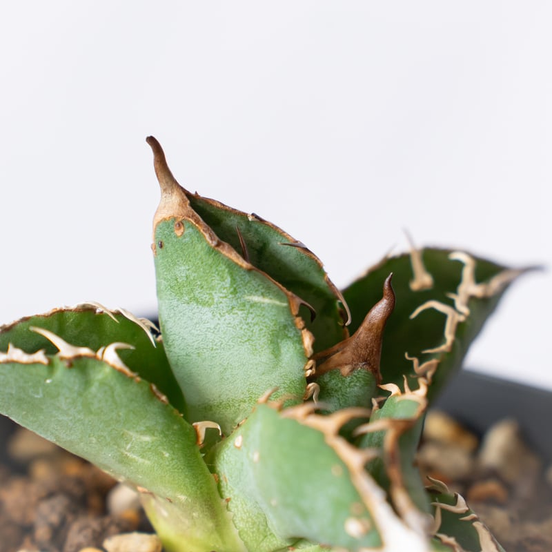 アガベ チタノタ ブツブツノーネーム TC株【発根管理中】Agave