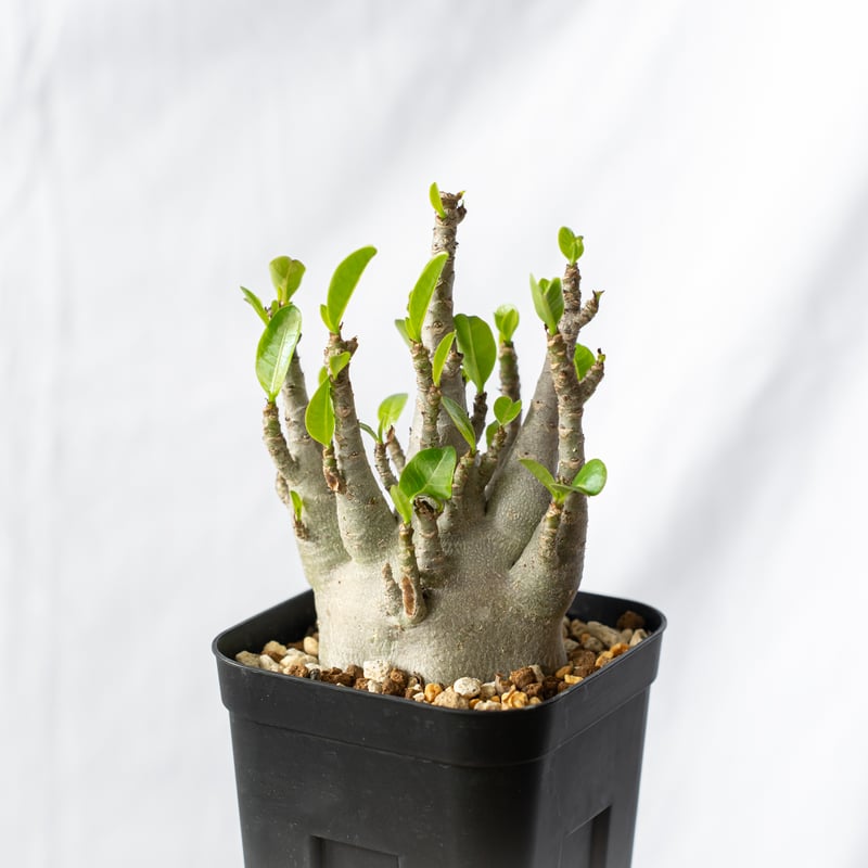 アデニウム アラビカム ブラックスキン【発根管理中】Adenium Arabicum